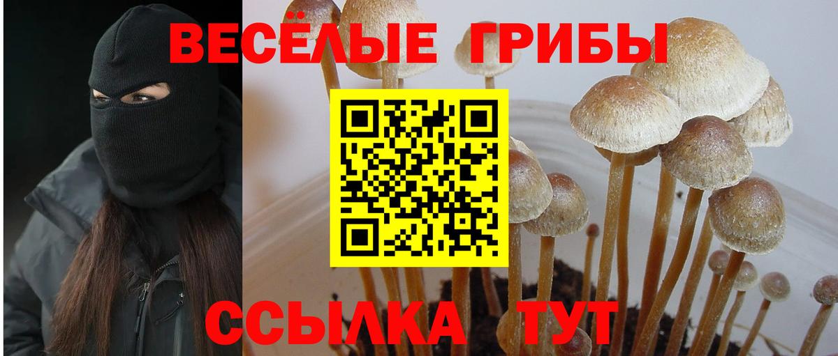 как найти   Псилоцибиновые грибы мицелий  Вход с VPN  Белогорск 